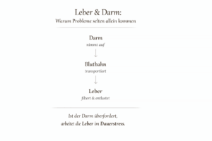 Leber und Darm