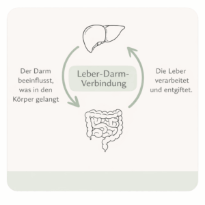 Leber und Darm